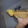 GeckoGalore