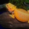 sbeardie
