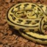UwabamiReptiles