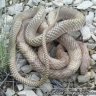 GPM(Reptiles)