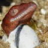 snmreptiles