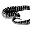 lcchavez