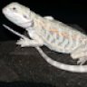 BeardedDragonStore