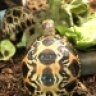 Reptilecam
