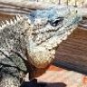 RockIguana615