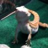 Horned Frog