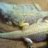 DRAGONSRCRAZY