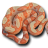 gfssiCONSTRICTORS
