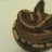 CBConstrictors