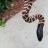 CaptivatingCritters