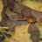 Hognose_311