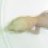 tretocephalus