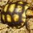 turtletary