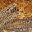 Texas Tegus