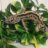tonys geckos
