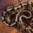 CML Reptiles