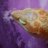 AlmostHeavenHerps