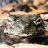 Toadscool