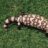 KILLERBOAS
