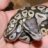 reptile_man45