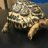 StarTortoiseWorld