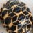 Tortoise CMN