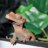 StickyToeGeckos