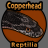 Copperhead.reptilia