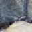 Hissterical Reptiles