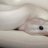 Serpentine Exotics