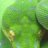 NJ Serpents