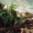 jadednightdragon