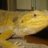 n&d reptiles