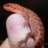 GainesReptiles