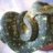 Paragon Reptiles
