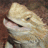 goReptiles