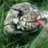 Reptilian74
