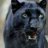 xPantherx