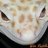 WiseReptiles