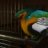 retic81