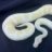Snakeman152