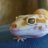 reptilelovergal