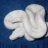 SmokyMtnReptiles