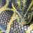 Fisher Reptiles