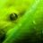 Ectothermicfauna