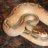 spinytail12