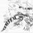 geckoflying