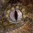 Guycogecko