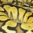 snakesRkewl