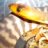 kingsnake